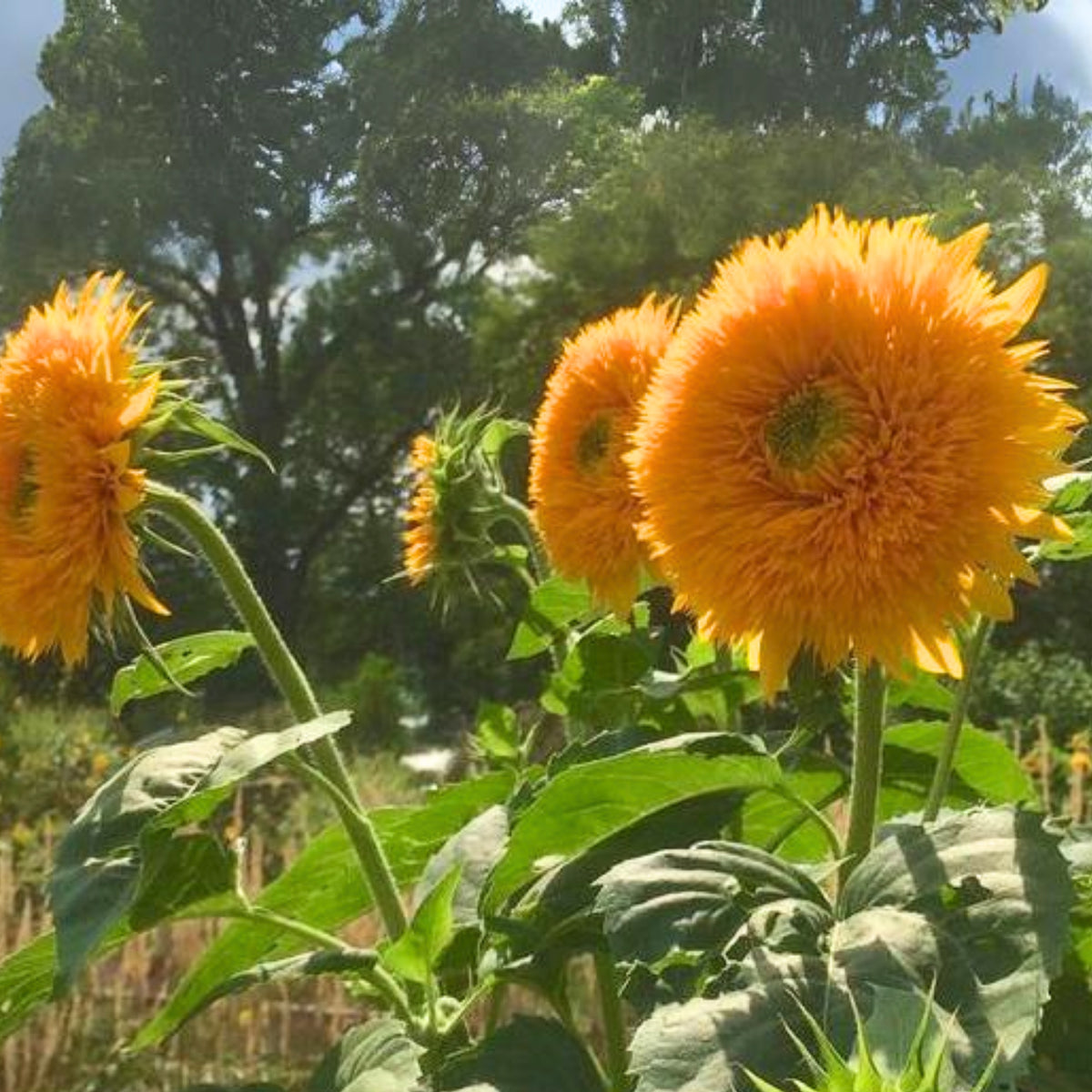 Goldy Double Organic Sunflower Seeds, 25+ seeds