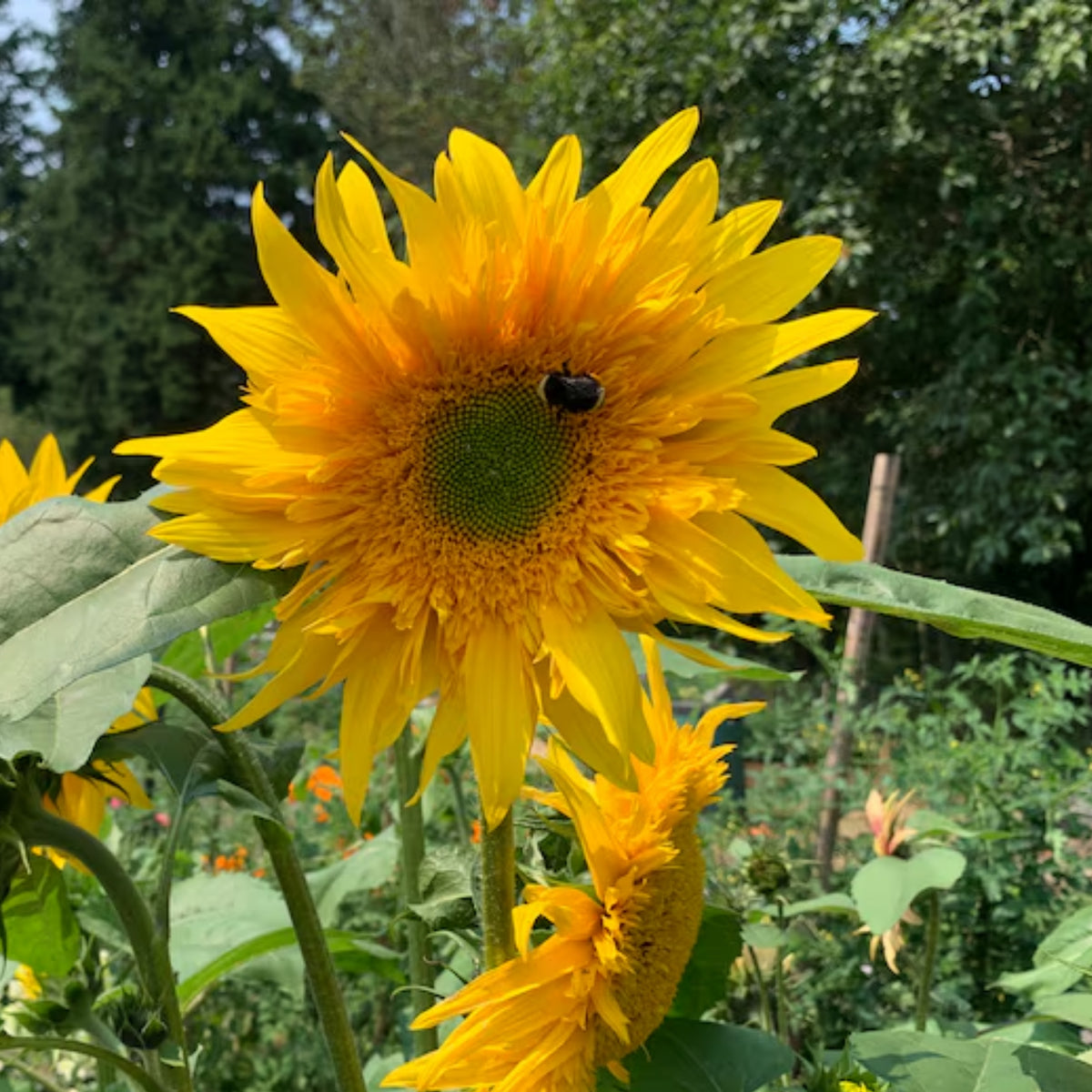Starburst Greenburst Sunflower Seeds, 25+ seeds
