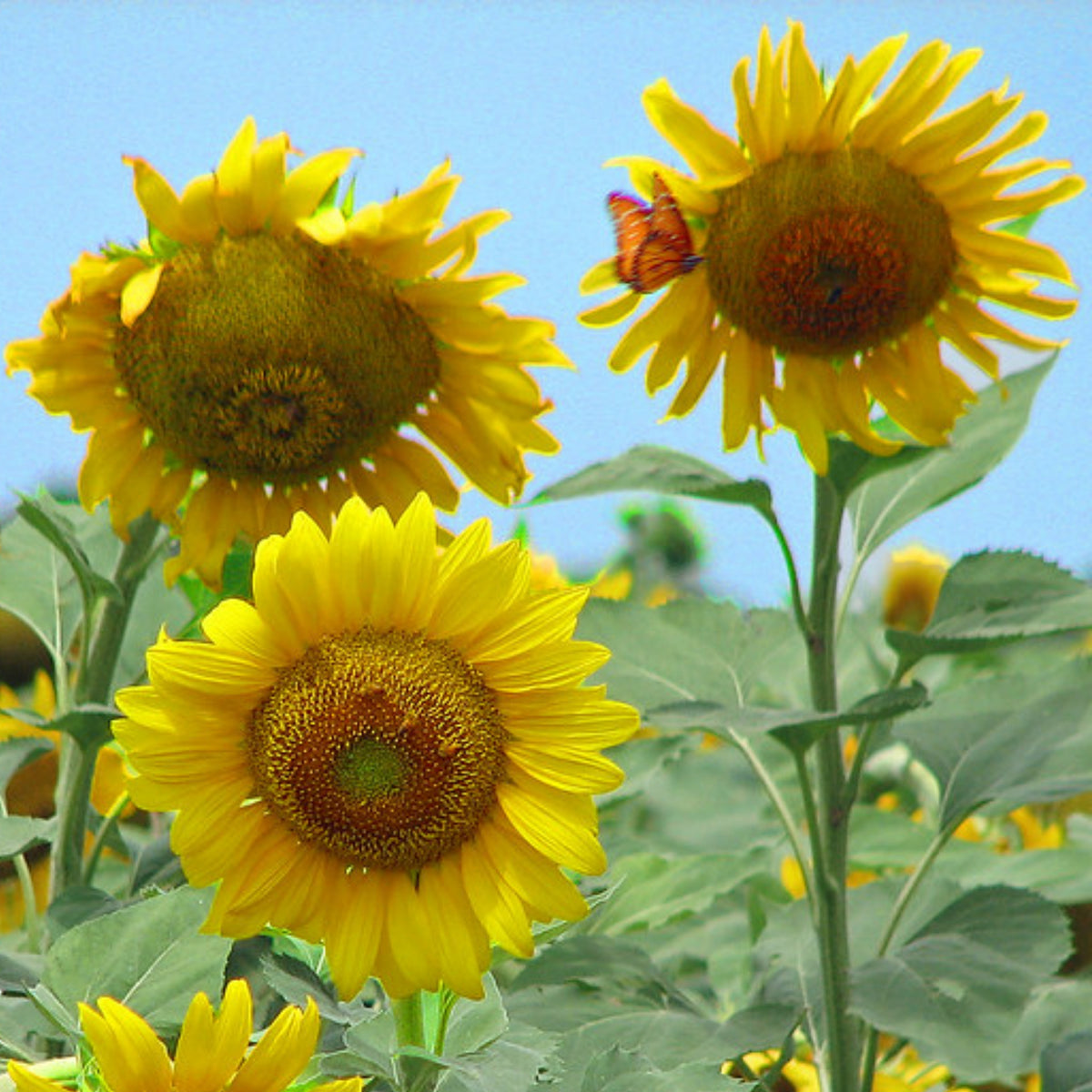 Mammoth Grey-Stripe Sunflower Seeds, 25+ seeds