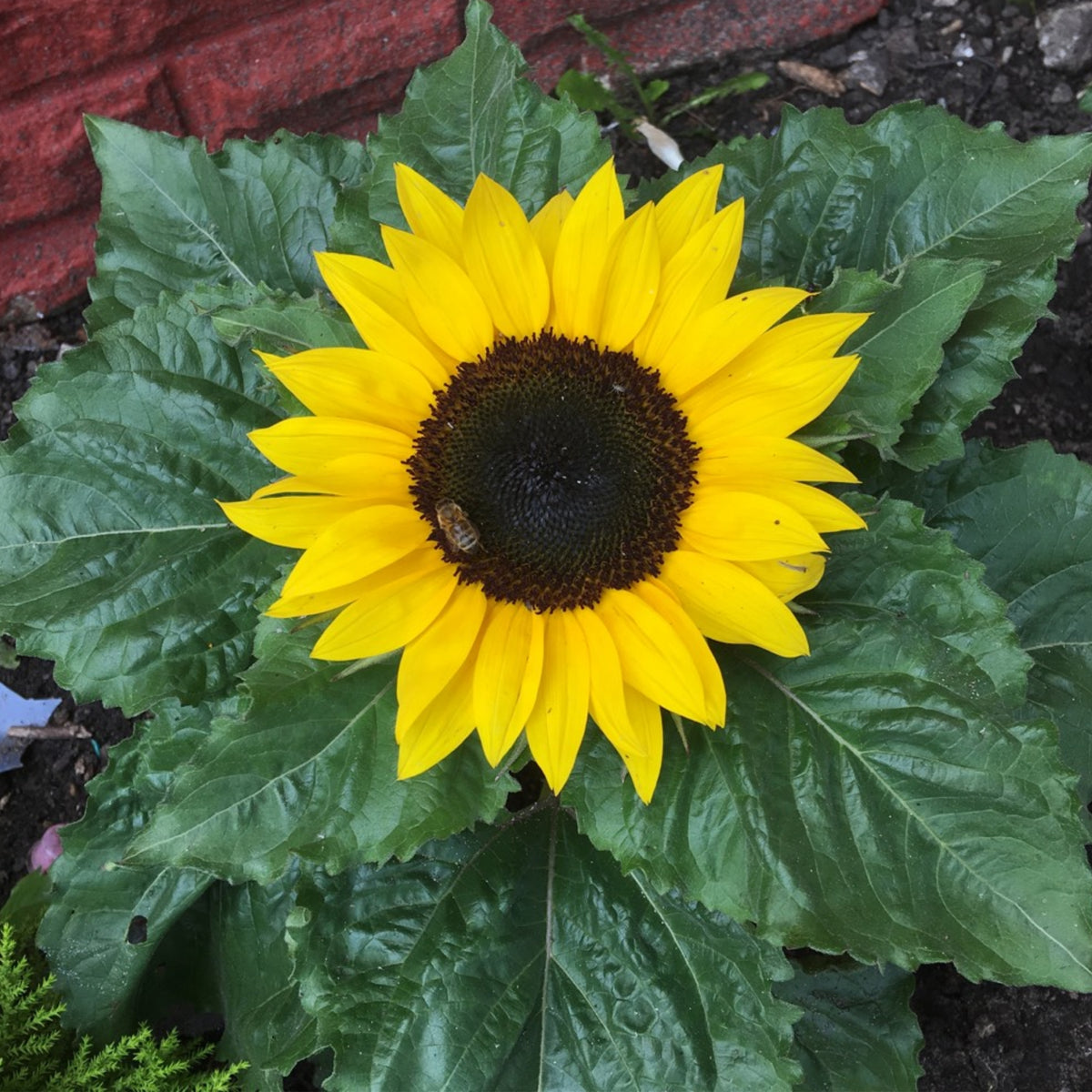 Ox Eye Sunflower Seeds - Attracts Bees & Butterflies, 25+ seeds