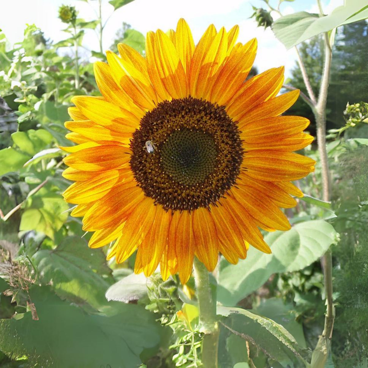 Evening Colors Sunflower Seeds, 25+ seeds