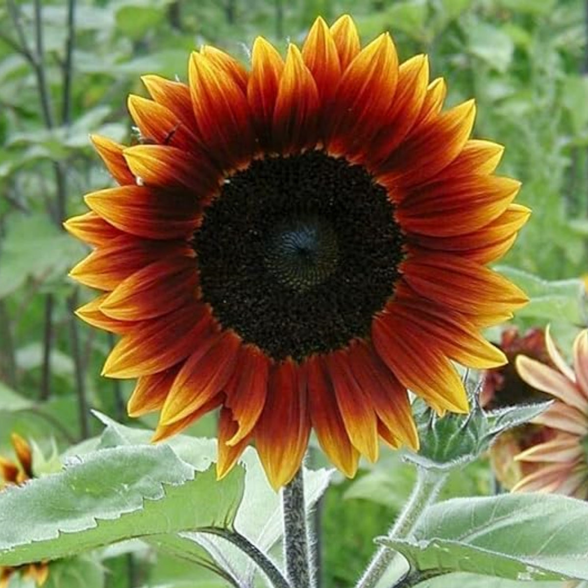Earthwalker Sunflower Seeds - Attracts Bees & Butterflies, 25+ seeds