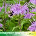 55 Seeds| Bee Balm Purple Bergamot Seeds – Heirloom, Non-GMO, Horsemint Herb, Fragrant Lavender-Purple Flowers, Pollinator Friendly, Easy to Grow Perennial for Tea, Medicinal Use, Borders, and Cottage Gardens#6021