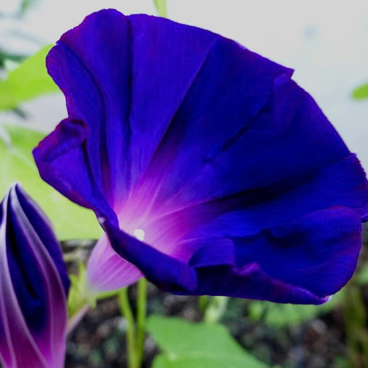 Star of Yelta Morning Glory Seeds - Climbing Vine, 30+ seeds
