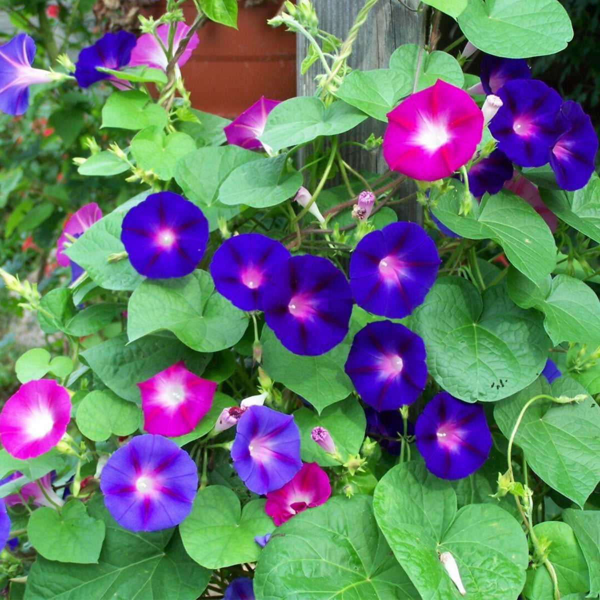 30+ Rare Seeds - Mix Color Morning Glory Seeds