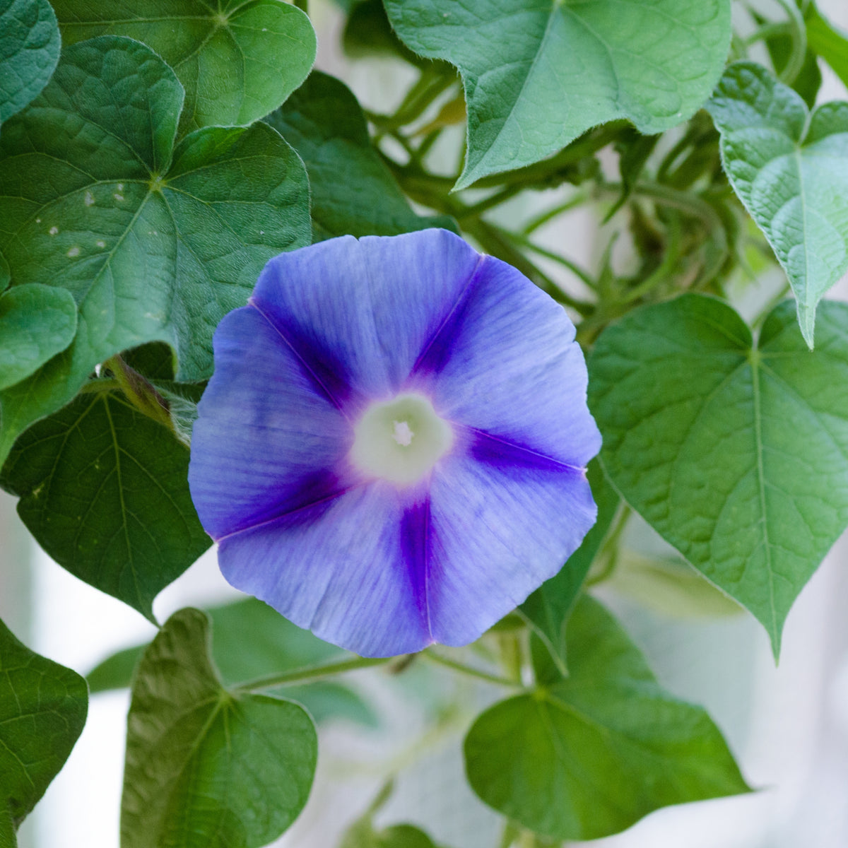 Blue Caprice Morning Glory Seeds - Climbing Vine, 30+ seeds