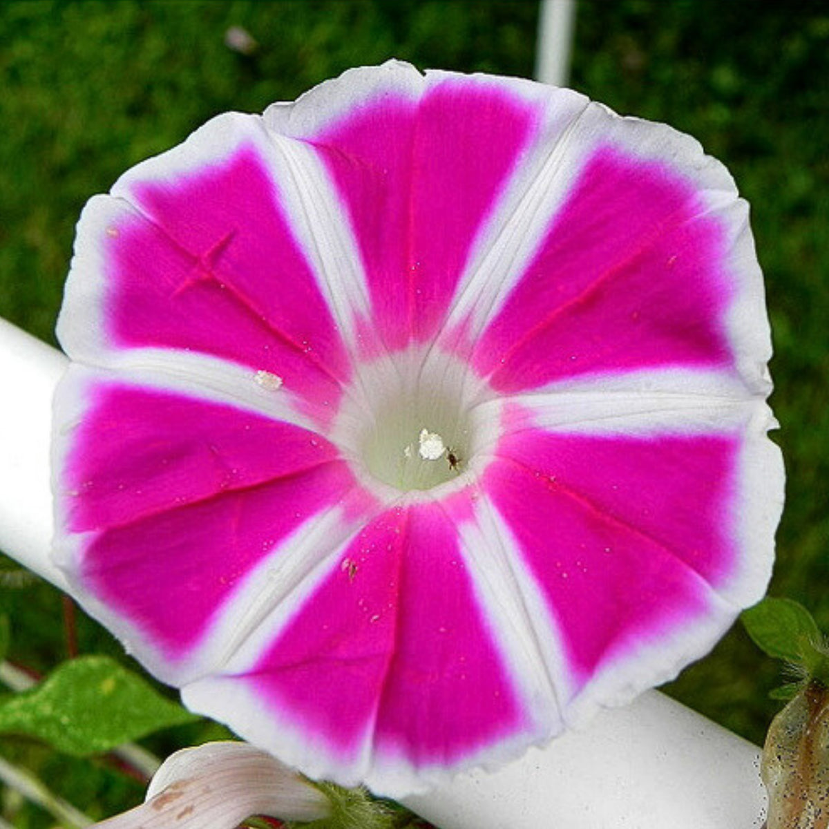 30+ Rare Seeds - Rosita Morning Glory Seeds