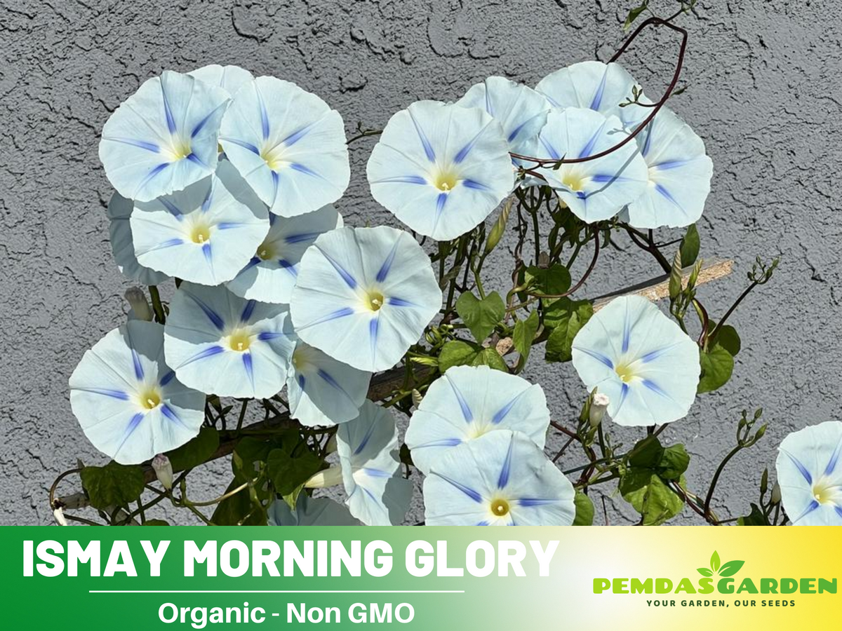 morning glory seeds organic 30+ Rare Seeds| Ismay Morning Glory Seeds