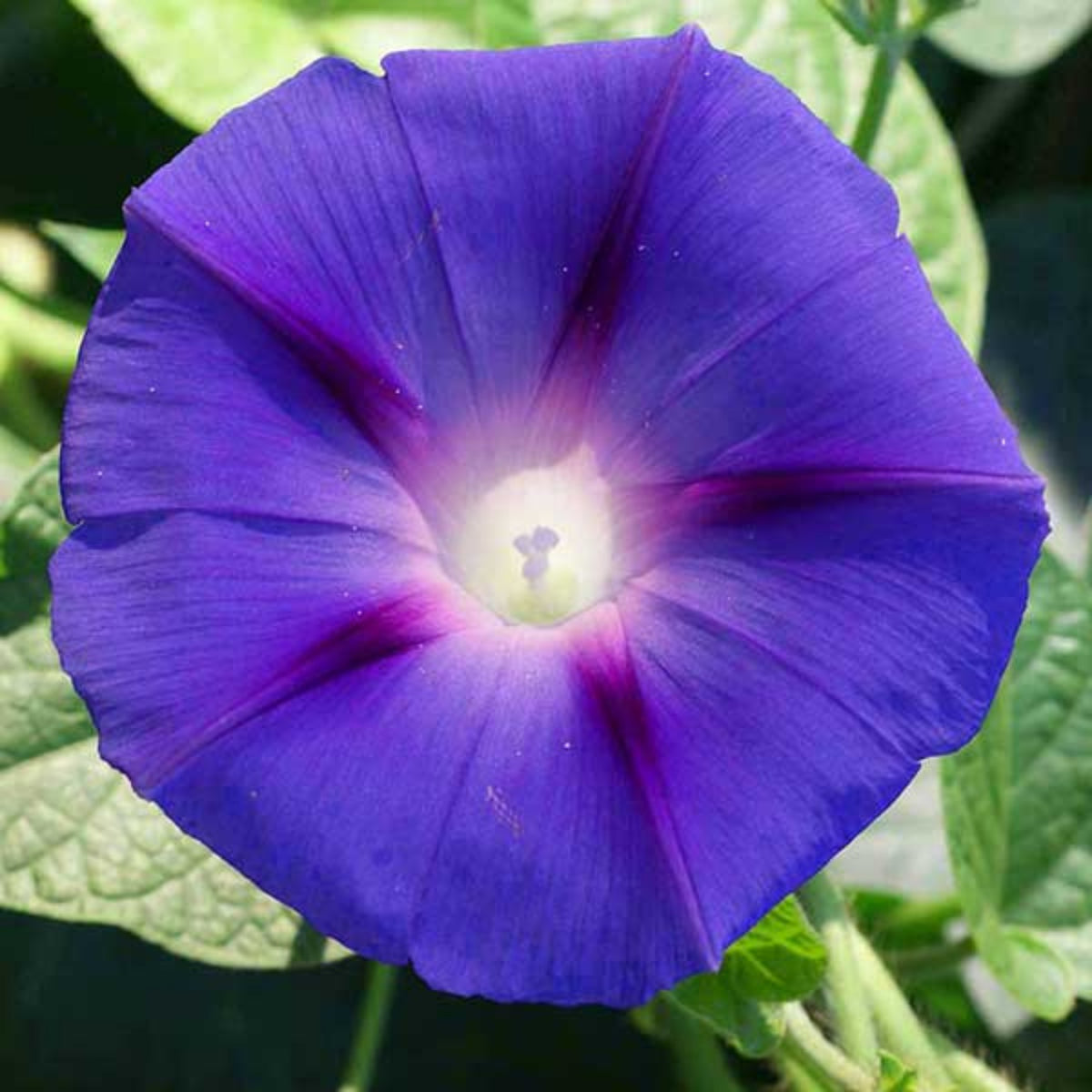 Purple Grandpa Ott Morning Glory Seeds - Climbing Vine, 30+ seeds