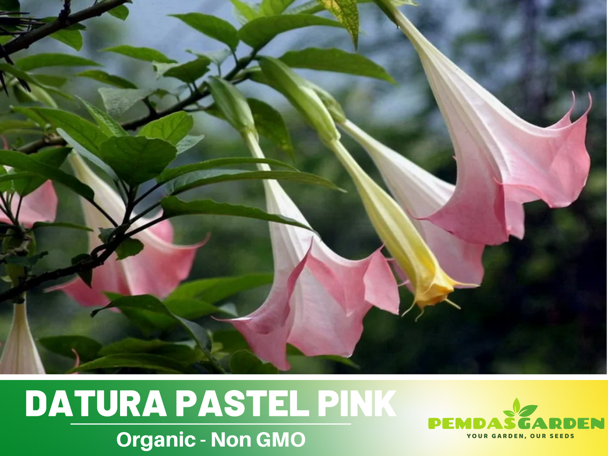 25+ Seeds| Pink Agel's Trumpet Datura Flower Seeds #G002