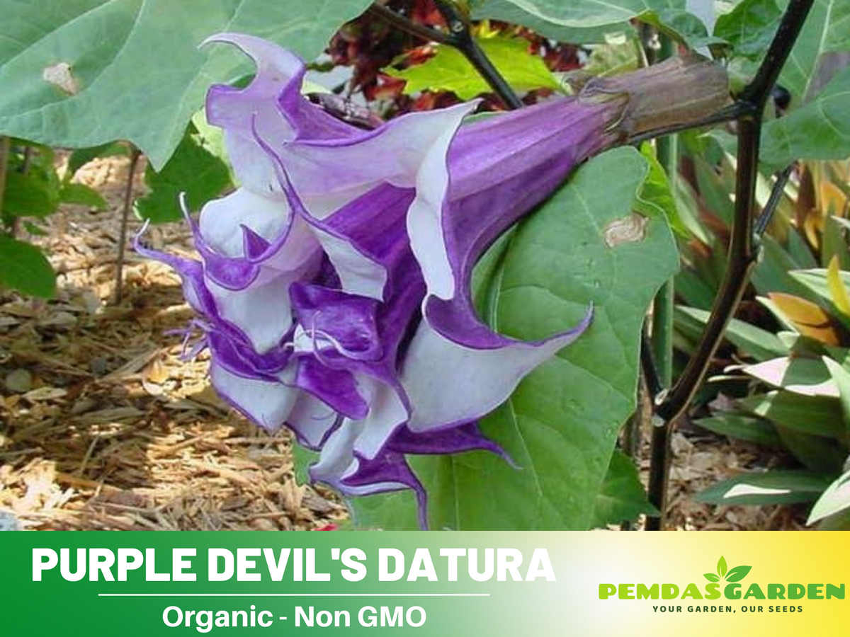 25+ Seeds| Purple Trumpet Datura Flower Seeds #G003