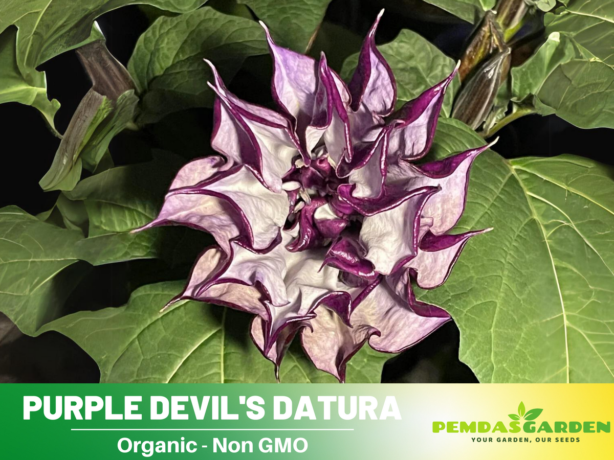 25+ Seeds| Purple Trumpet Datura Flower Seeds #G003