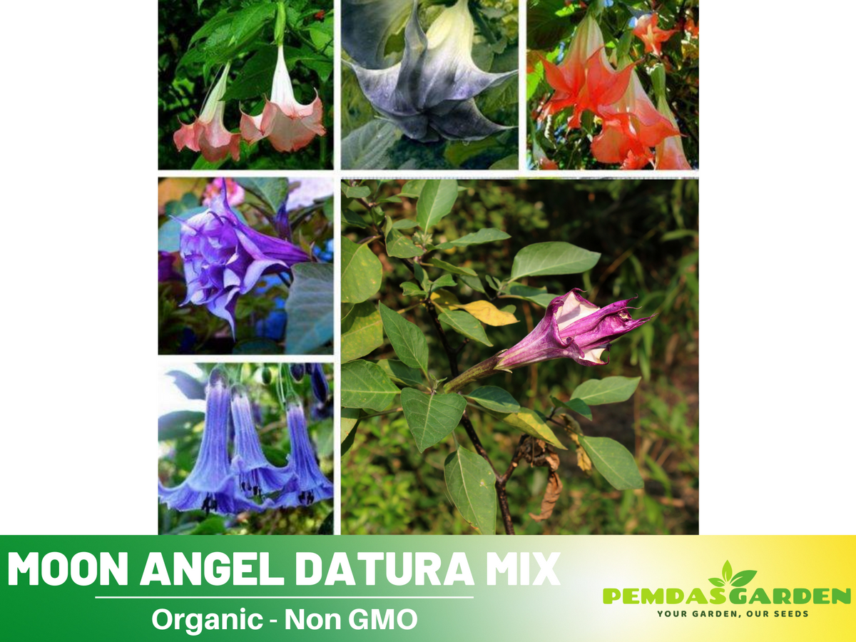 Mix Datura Seeds, 25+ seeds