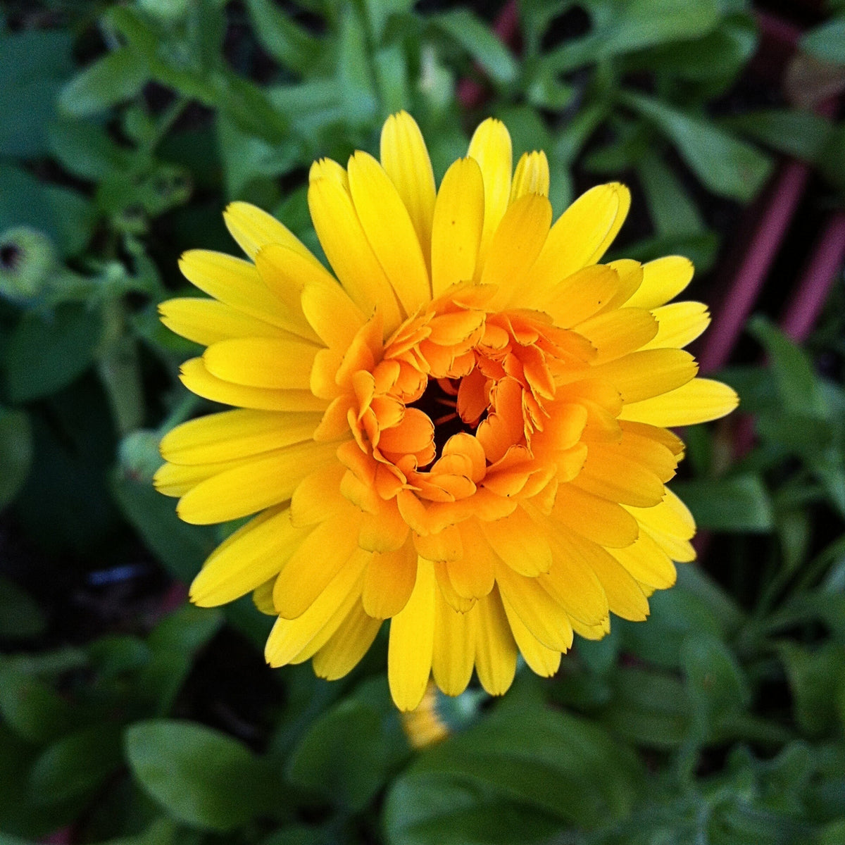 Pacific Beauty Yellow Calendula Seeds (Pot Marigold), 50+ seeds