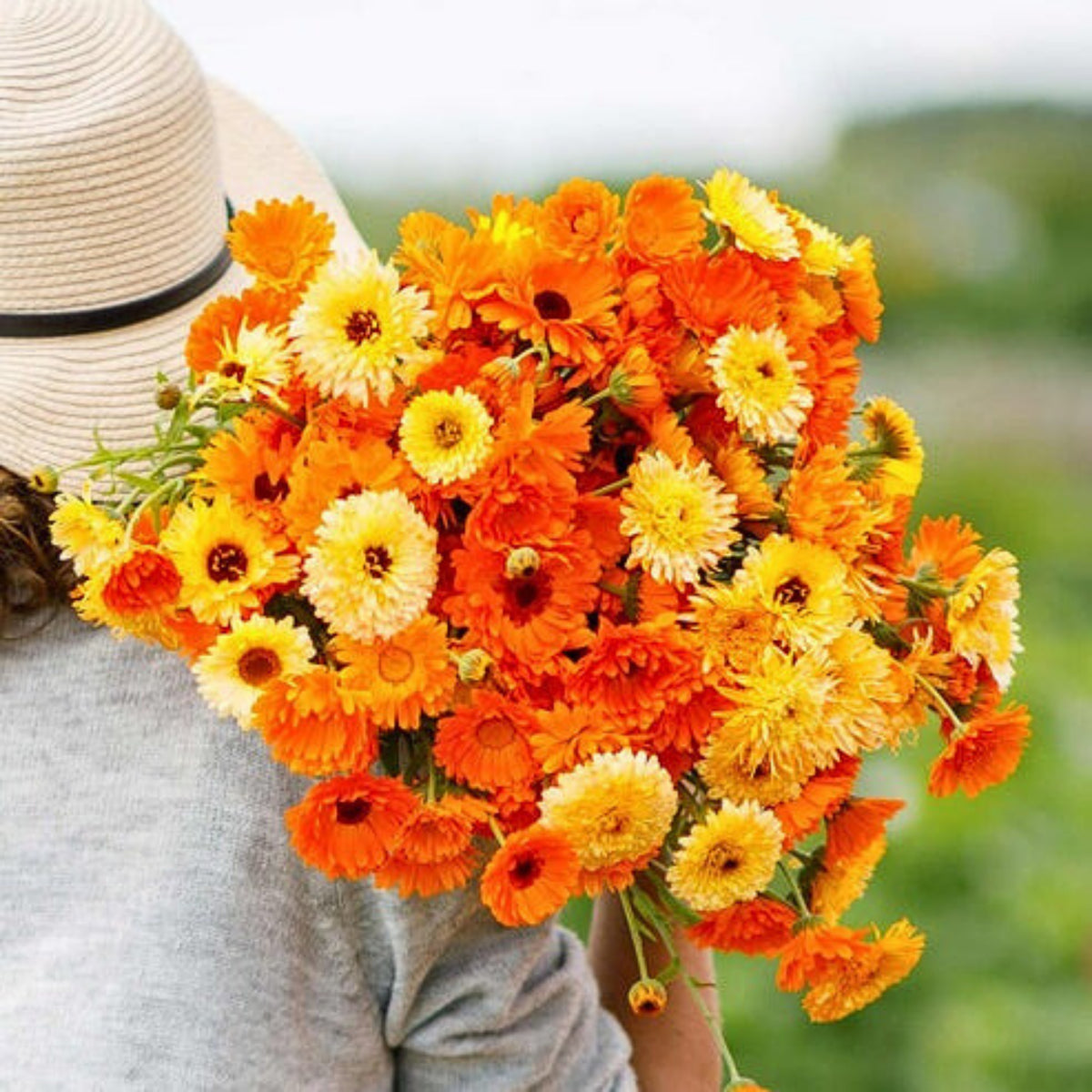 Pacific Beauty Mix Calendula Seeds (Calendula Officinalis), 50+ seeds