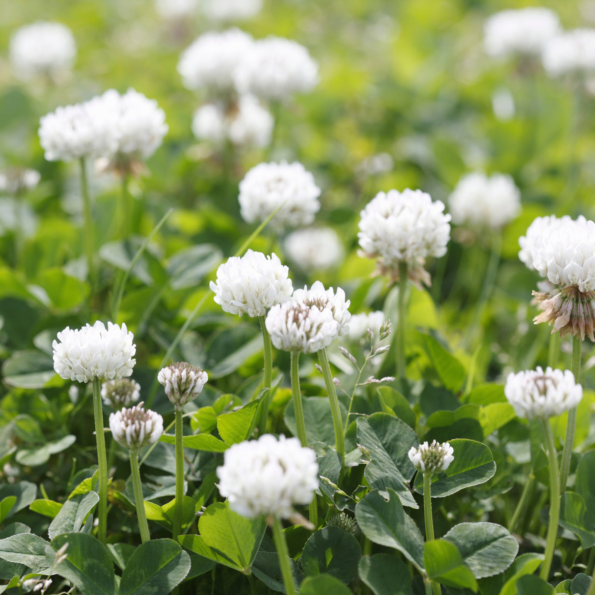 White Clover Seeds - Grass & Groundcover Seeds, Trifolium, 40+ seeds