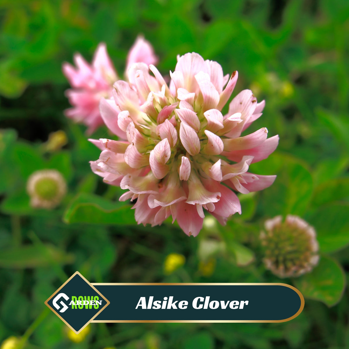 Alsike Clover Seeds - Grass & Groundcover Seeds, Trifolium, 40+ seeds
