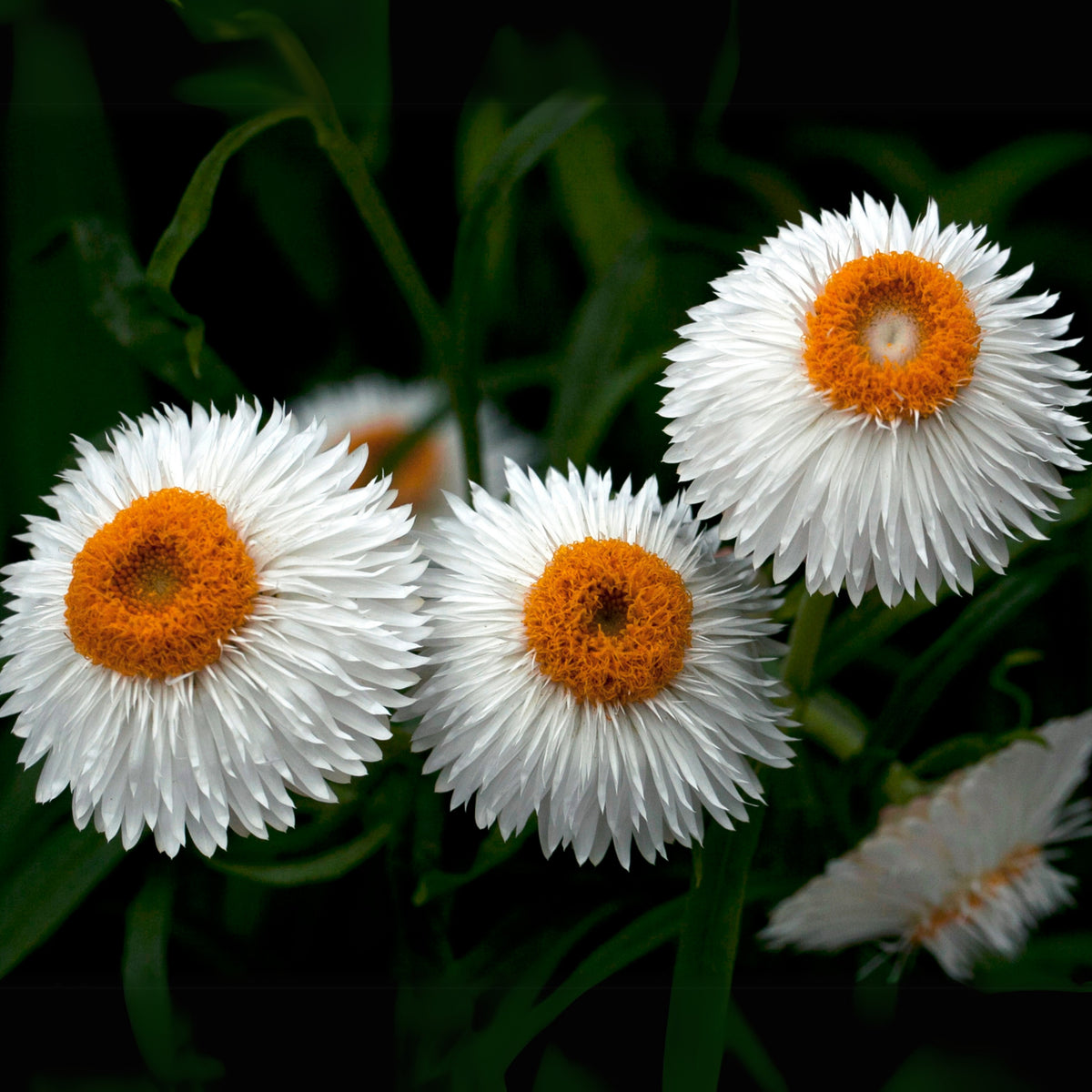 White Strawflower Seeds - Xerochrysum, Everlasting Daisy, 100 seeds