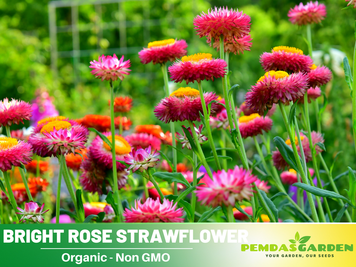 100 Seeds Strawflower Seeds Bright Rose K002 PEMDASGARDEN