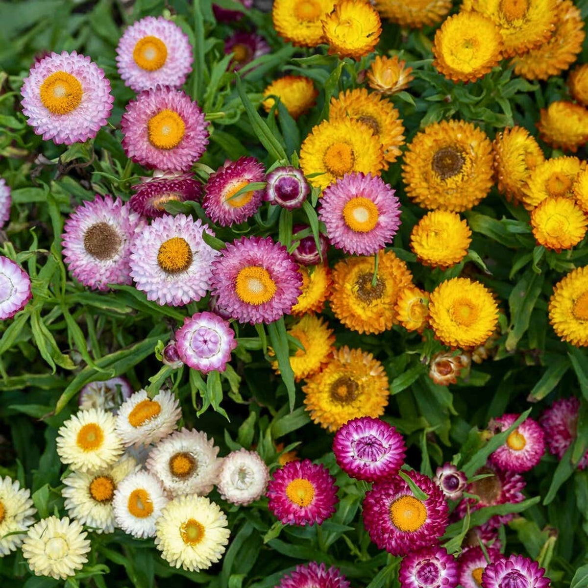 Tom Thumb Mix Strawflower (Dwarf) Seeds - Xerochrysum, 100 seeds