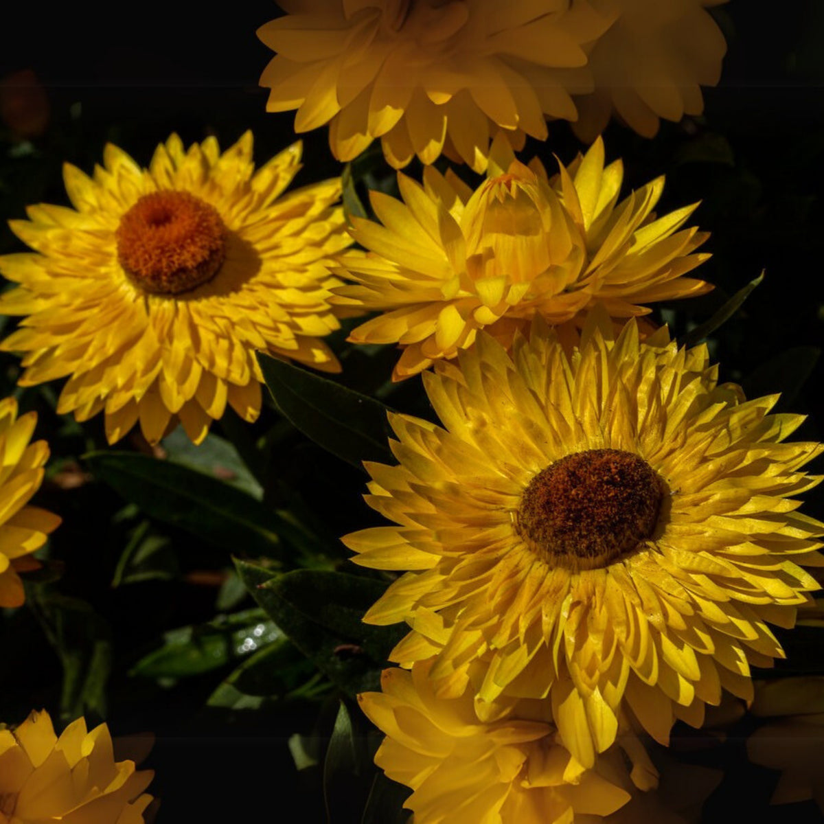 Golden Yellow Strawflower Seeds - Xerochrysum, 100 seeds