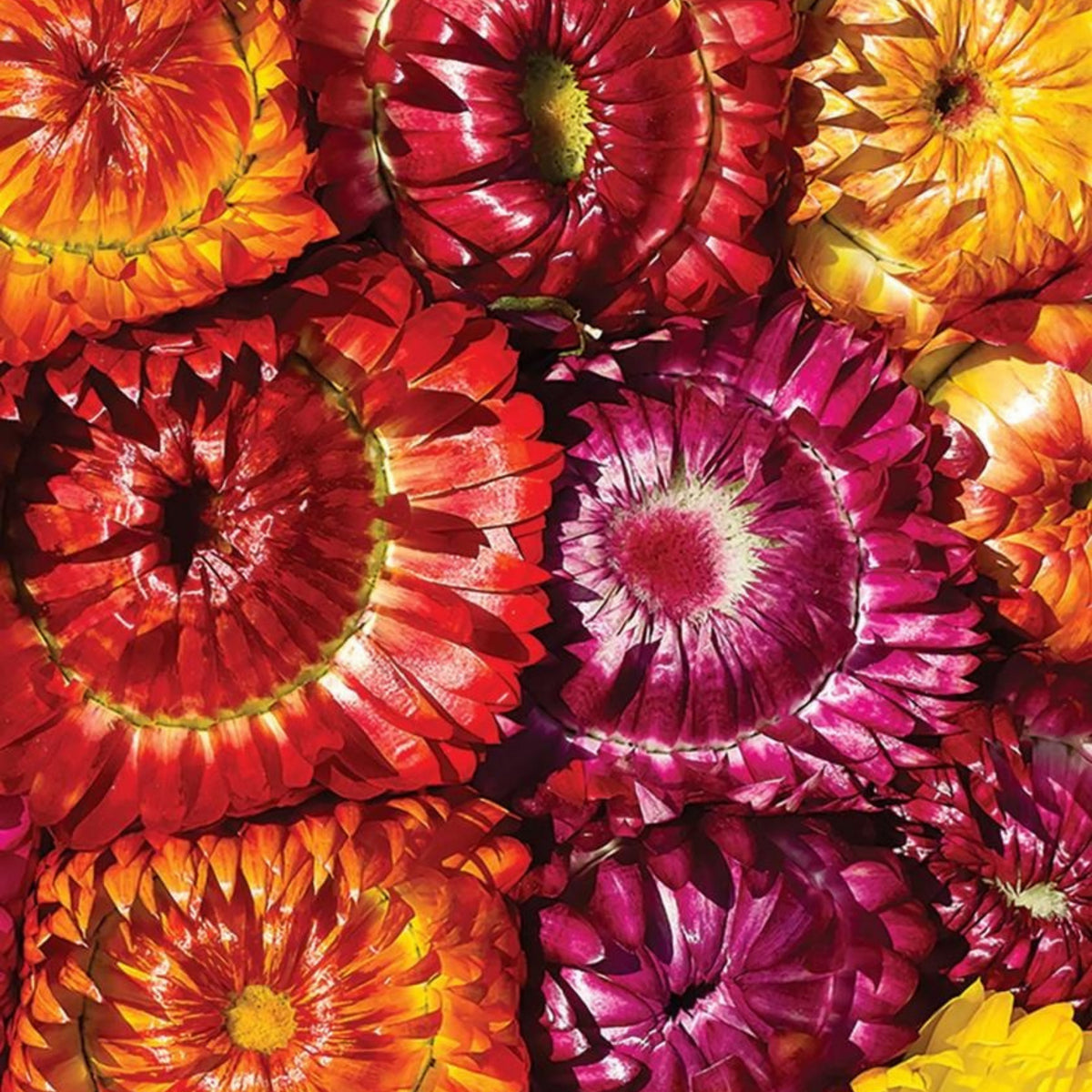 Sultane Strawflower Mix Seeds - Xerochrysum, 100+ seeds