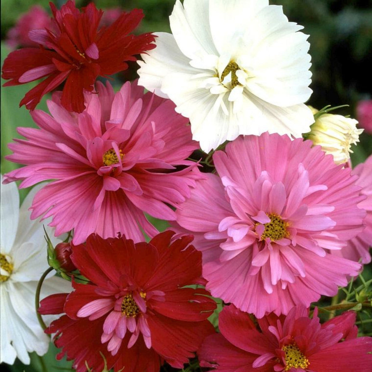 Psyche Mix Cosmos Seeds - Drought Tolerant, Cut Flower, 50+ seeds