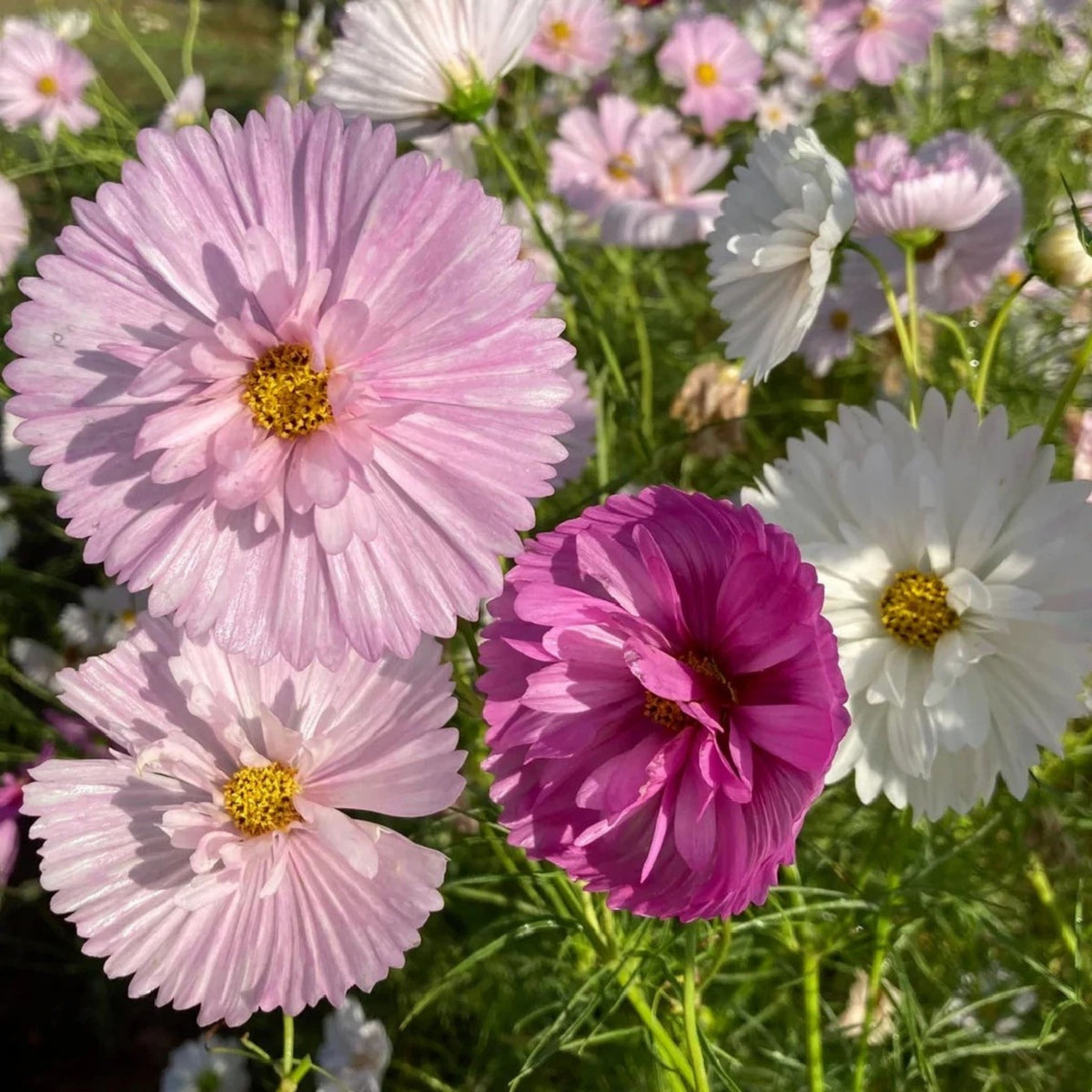 Cupcakes and Saucers Mix Cosmos Seeds - Drought Tolerant, 50+ seeds