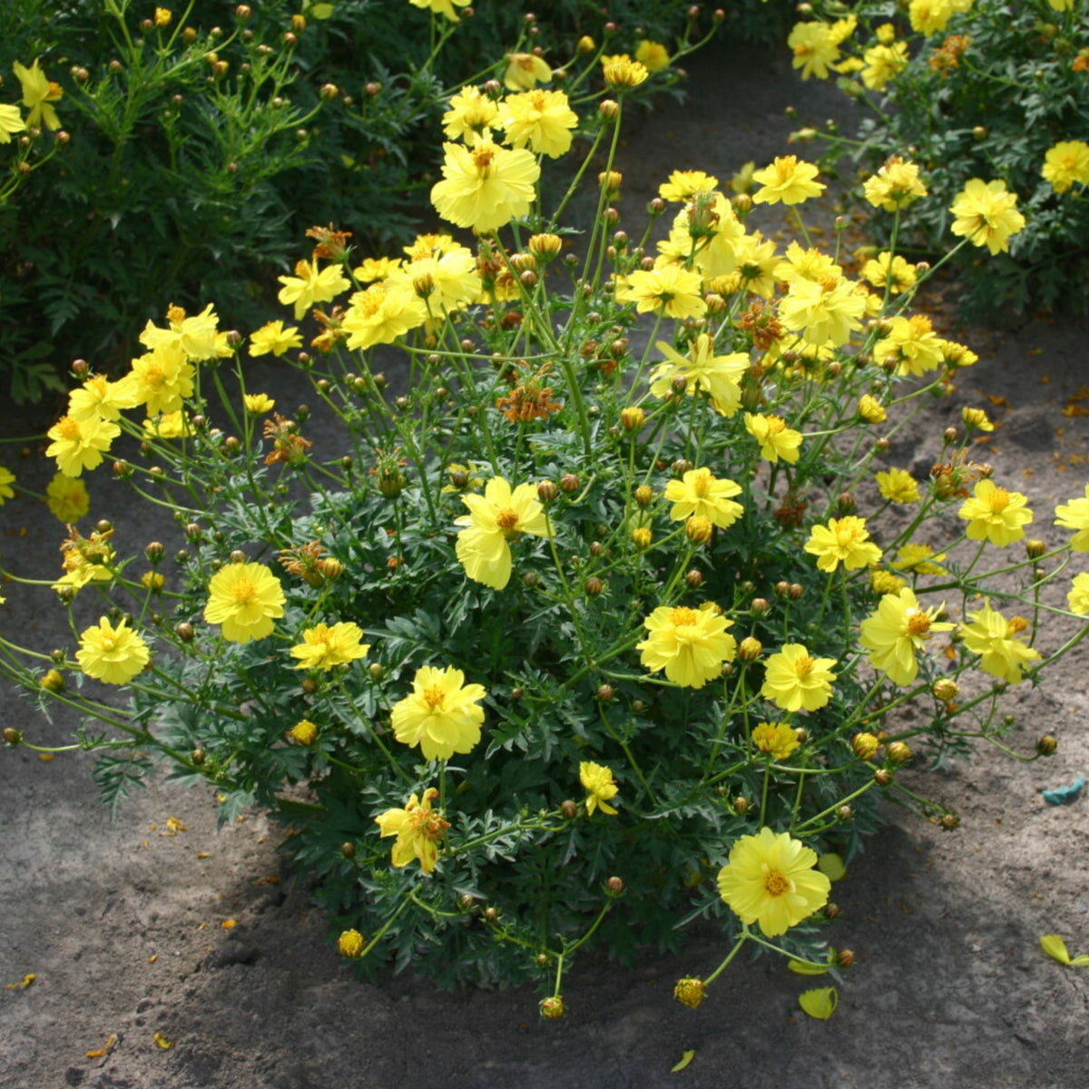 Sulphur Cosmos Seeds - Drought Tolerant, Cut Flower, 50+ seeds