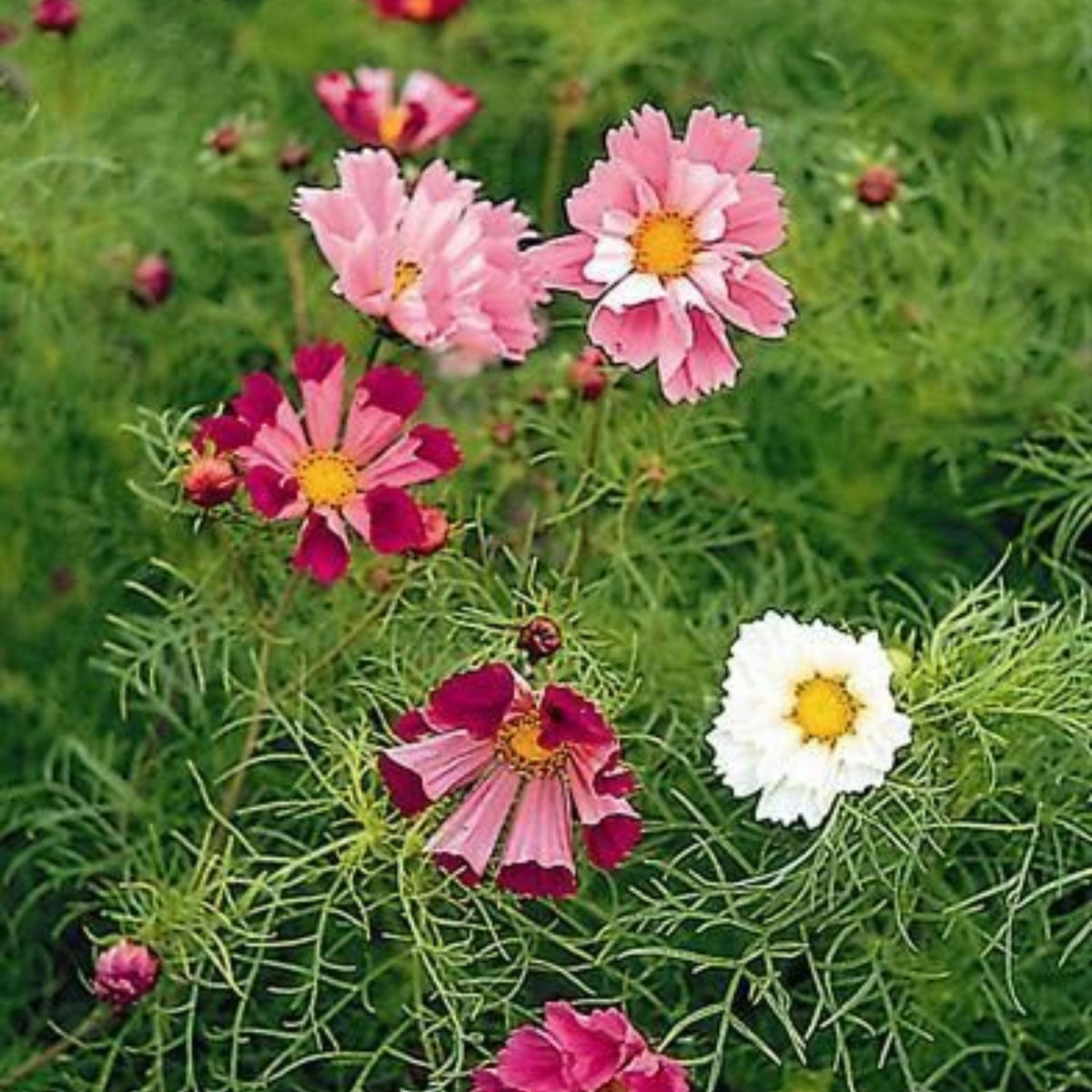 Seashells Mix Cosmos Seeds - Drought Tolerant, Cut Flower, 50+ seeds