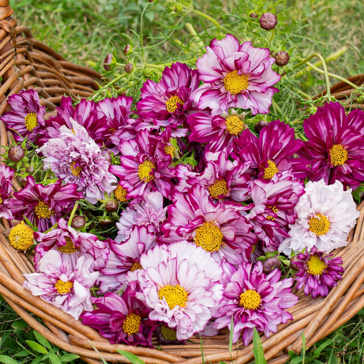 Double Click Bicolor Violet Cosmos Seeds - Drought Tolerant, 50+ seeds