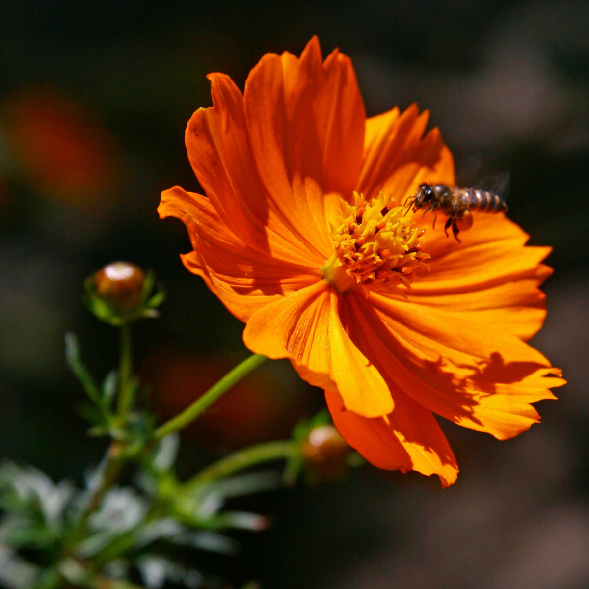 Orange Sulphur Cosmos Flower Seeds - Drought Tolerant, 50+ seeds