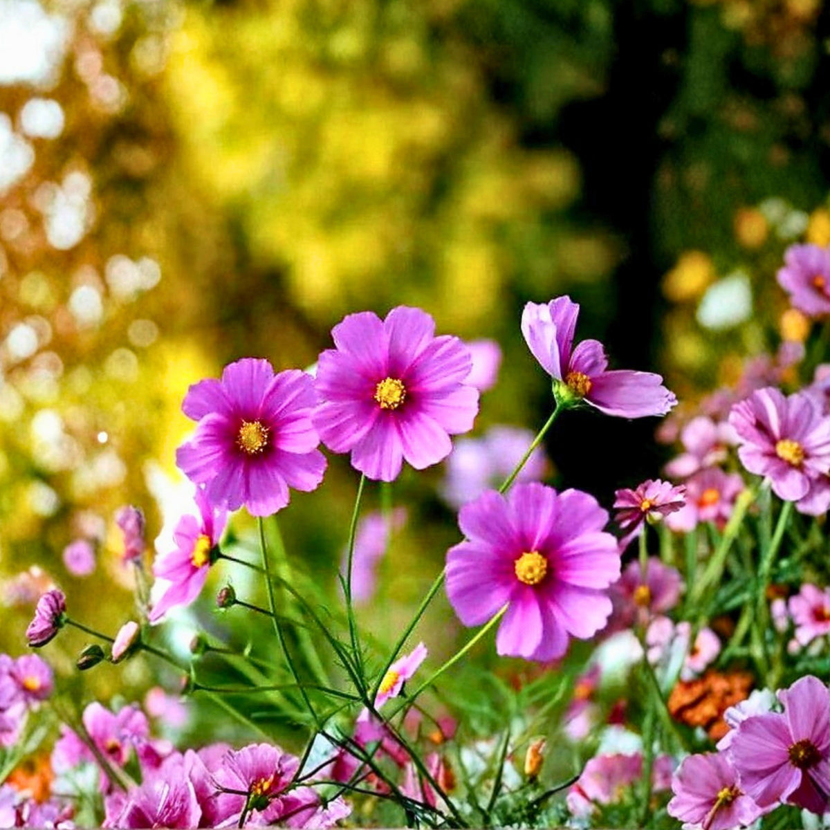 Rose (Dwarf Early) Cosmos Seeds - Drought Tolerant, 50+ seeds