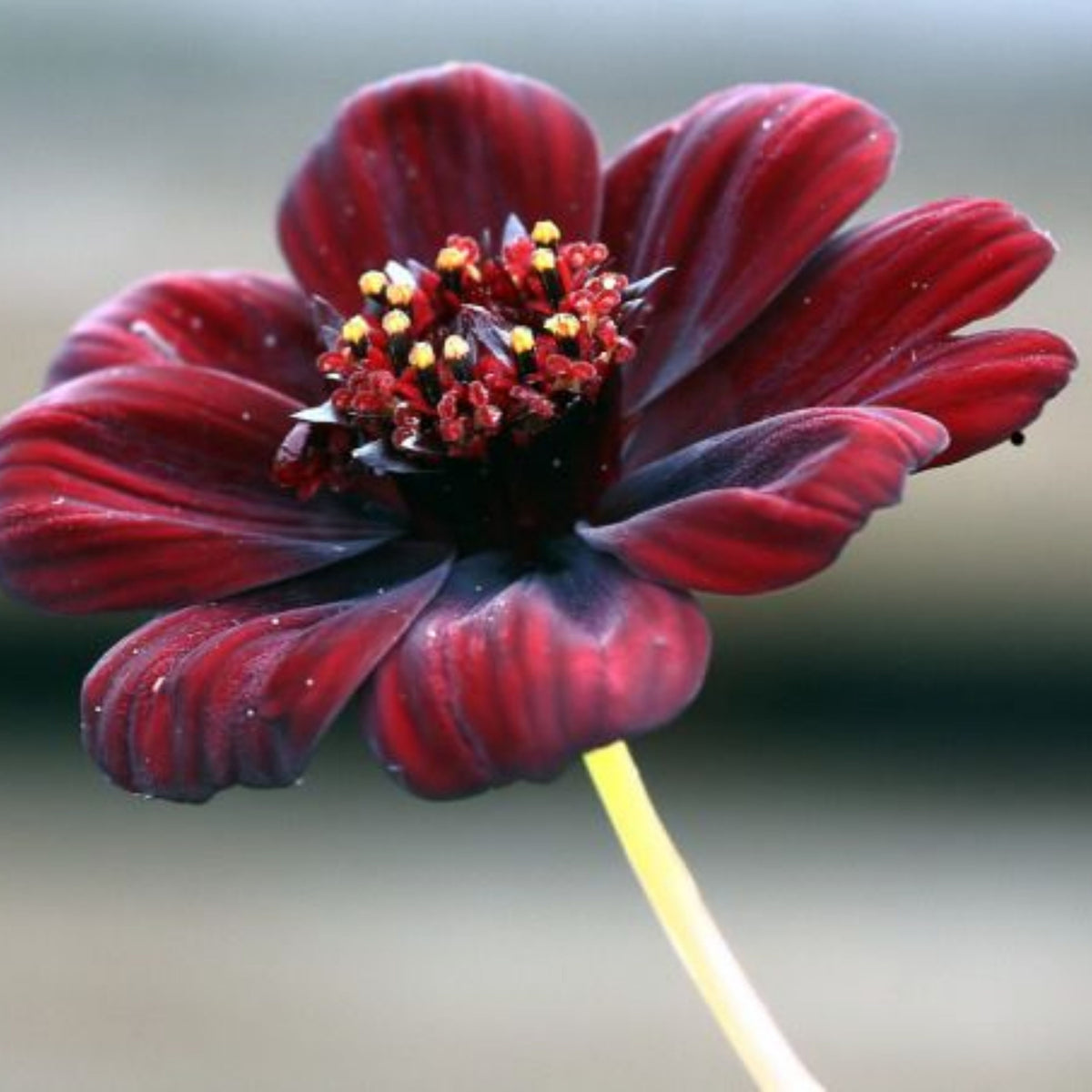 Futaba Rare Chocolate Cosmos Seeds - Drought Tolerant, 50+ seeds