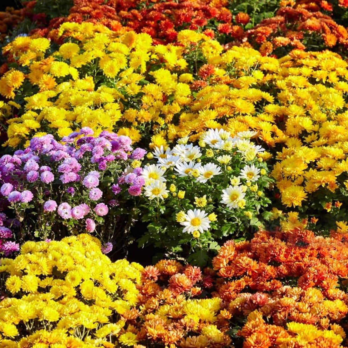 Mix Multi-Color Ground-Cover Chrysanthemum Flower Seeds, 50 seeds