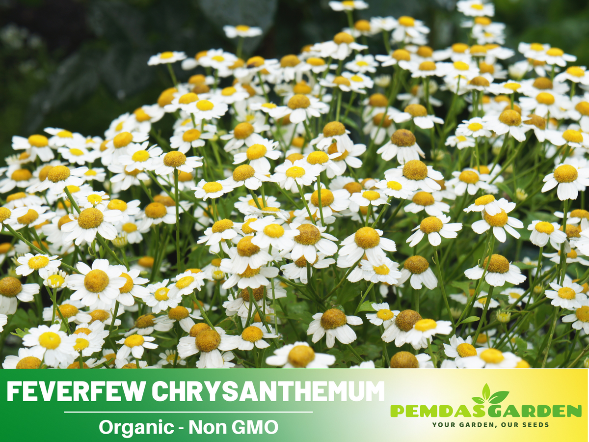 garden chrysanthemum seeds 50 Seeds| Feverfew Seeds Chrysanthemum Flower Seeds – Colorful Garden Mums for Fall Blooms, Easy to Grow Annual & Perennial Flowers for Outdoor