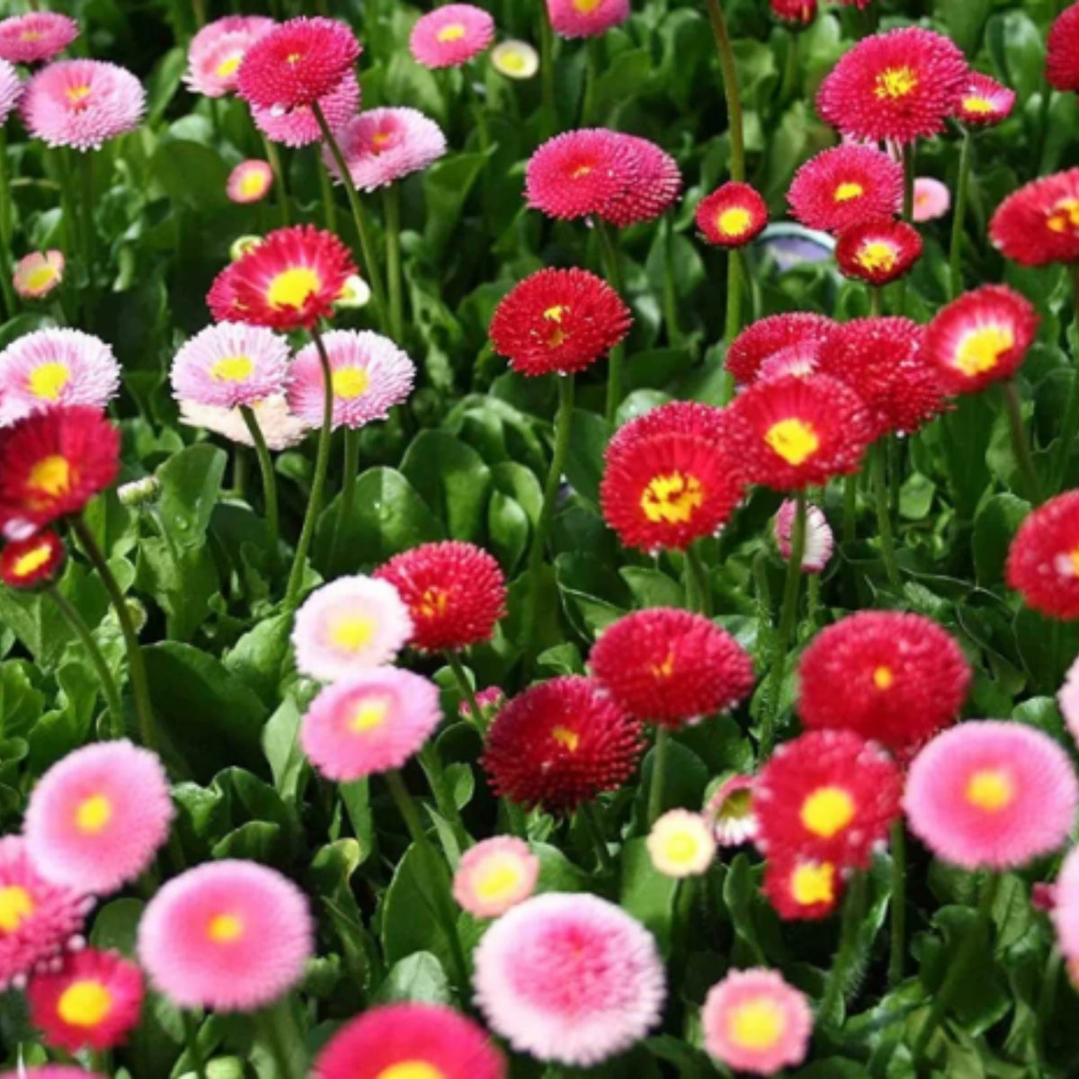 English Daisy Double Mix Seeds, 100+ seeds