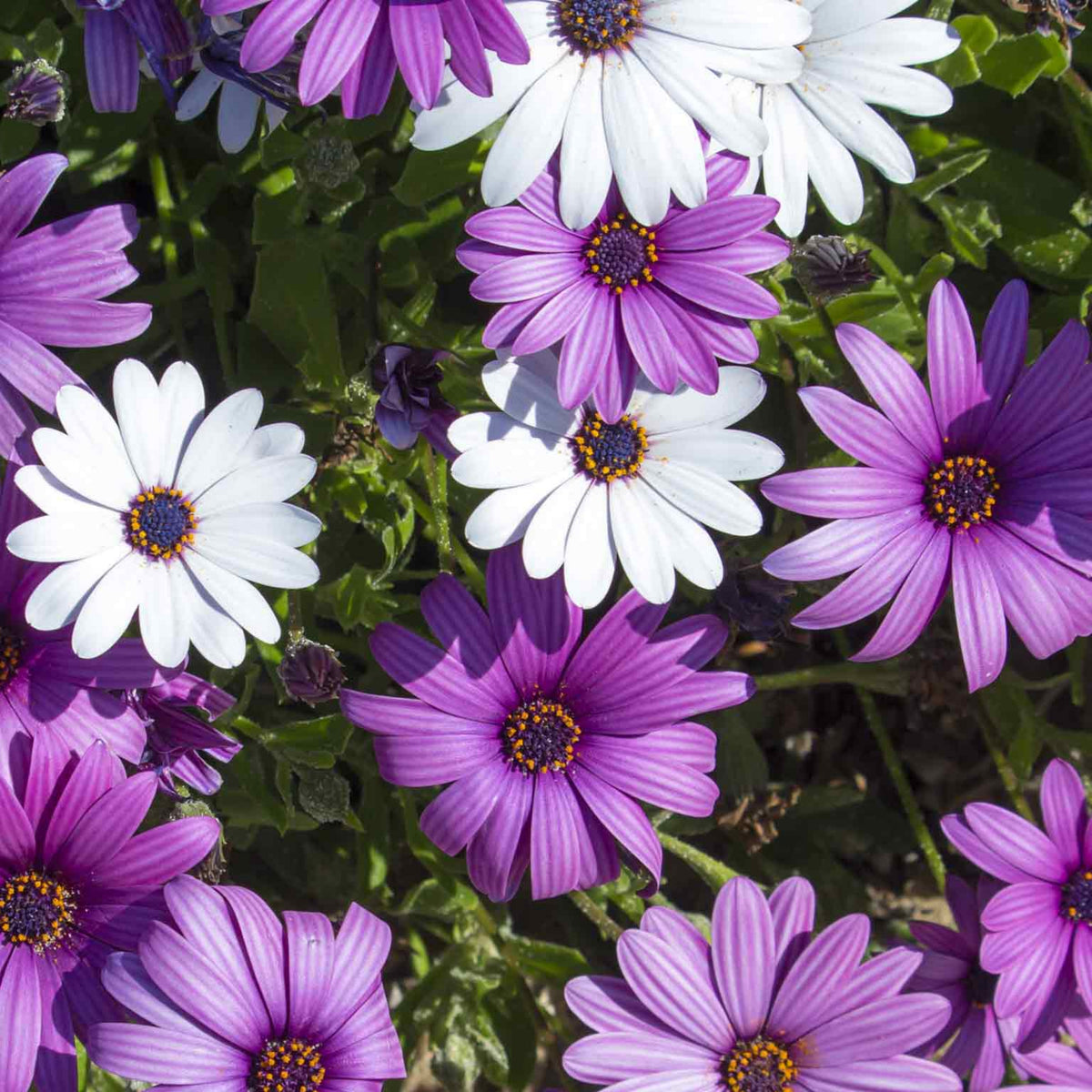 White & Purple Mix African Daisy Seeds, 100 seeds