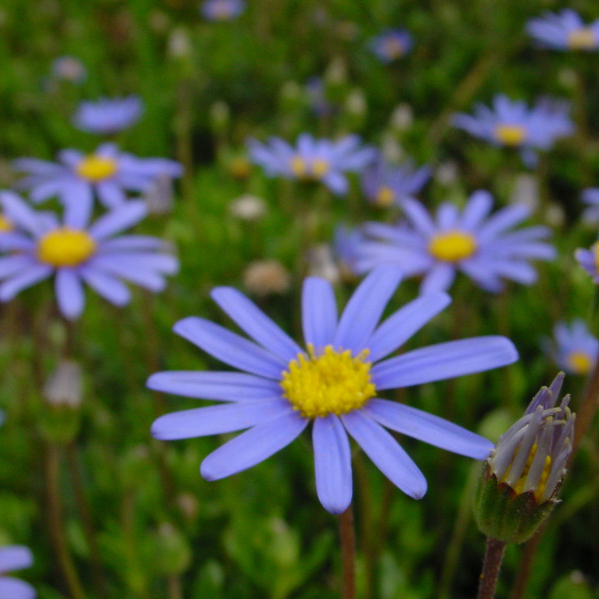 Blue Felicia Daisy Seeds - Attracts Bees & Butterflies, 100+ seeds