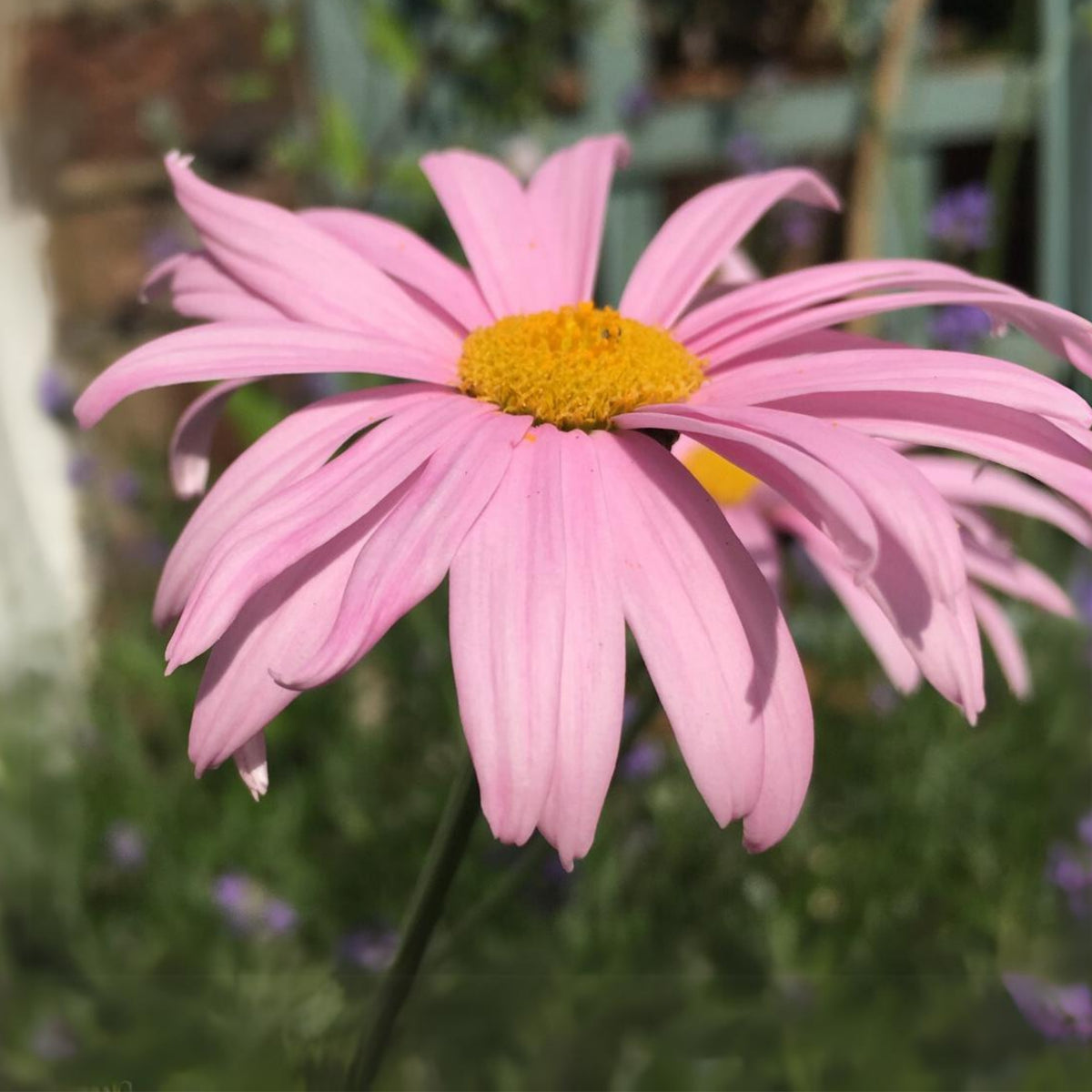 Robinson's Rose Daisy Seeds - Attracts Bees & Butterflies, 100 seeds