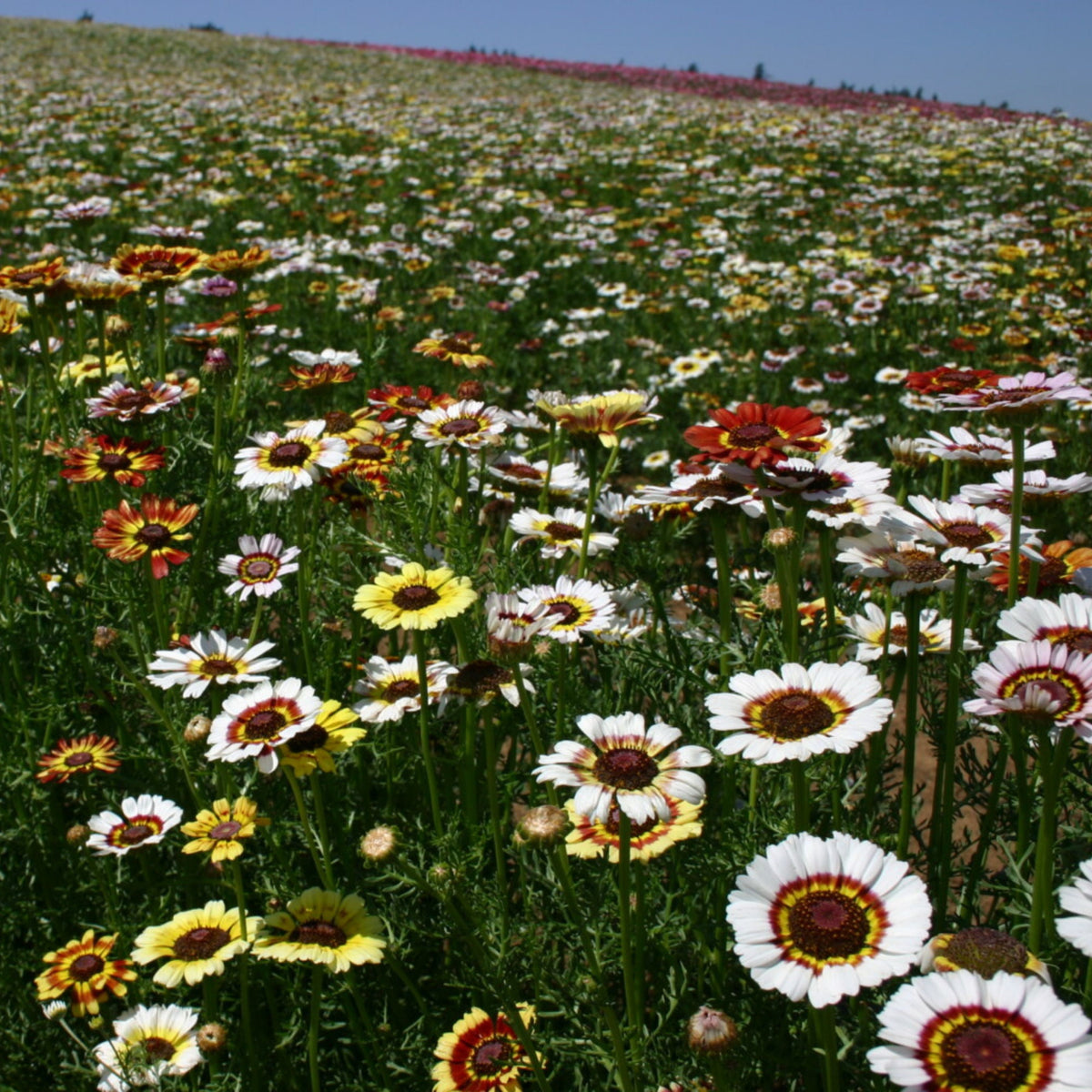 Painted Daisy Seeds - Attracts Bees & Butterflies, 100+ seeds