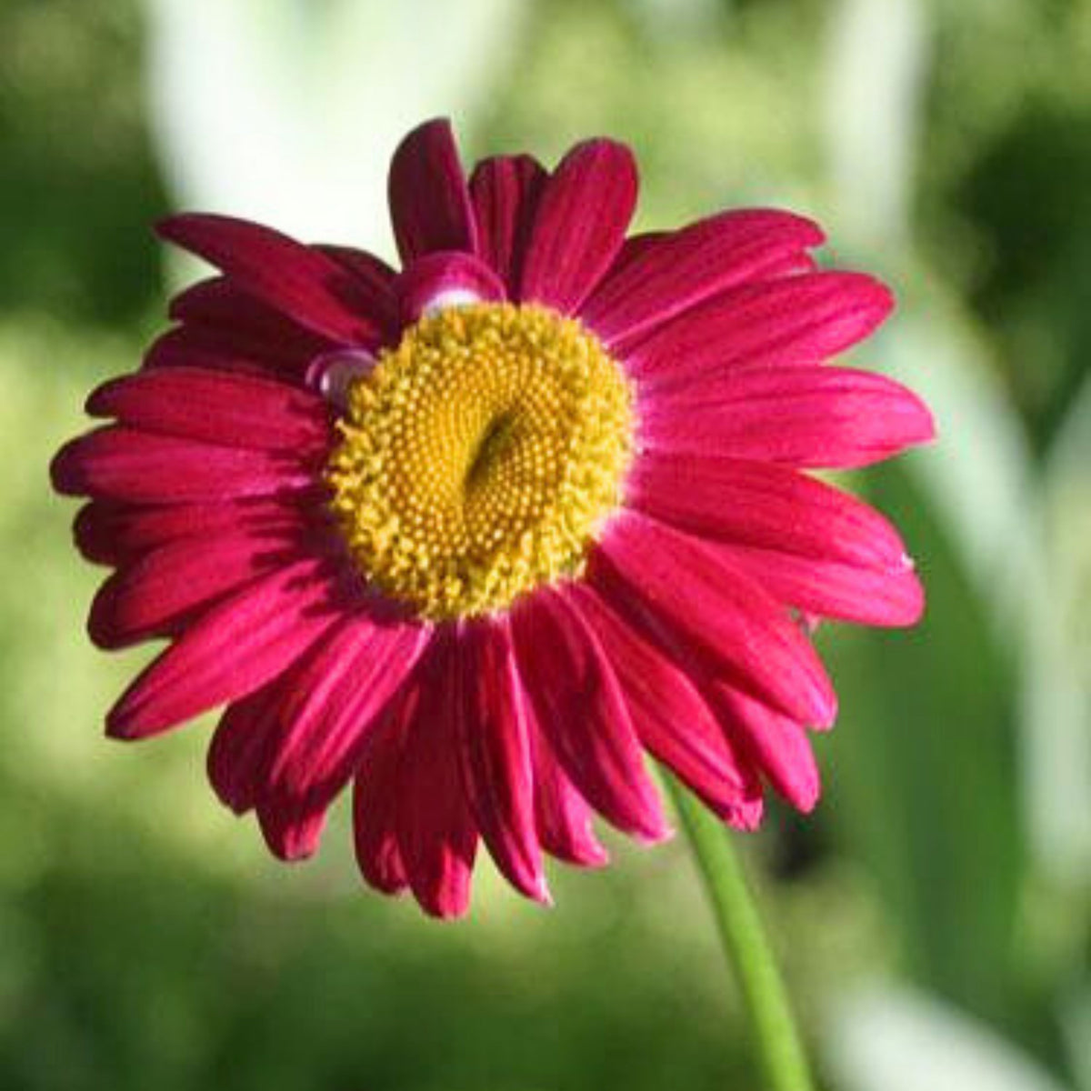Robinson's Red Daisy Seeds - Attracts Bees & Butterflies, 100 seeds