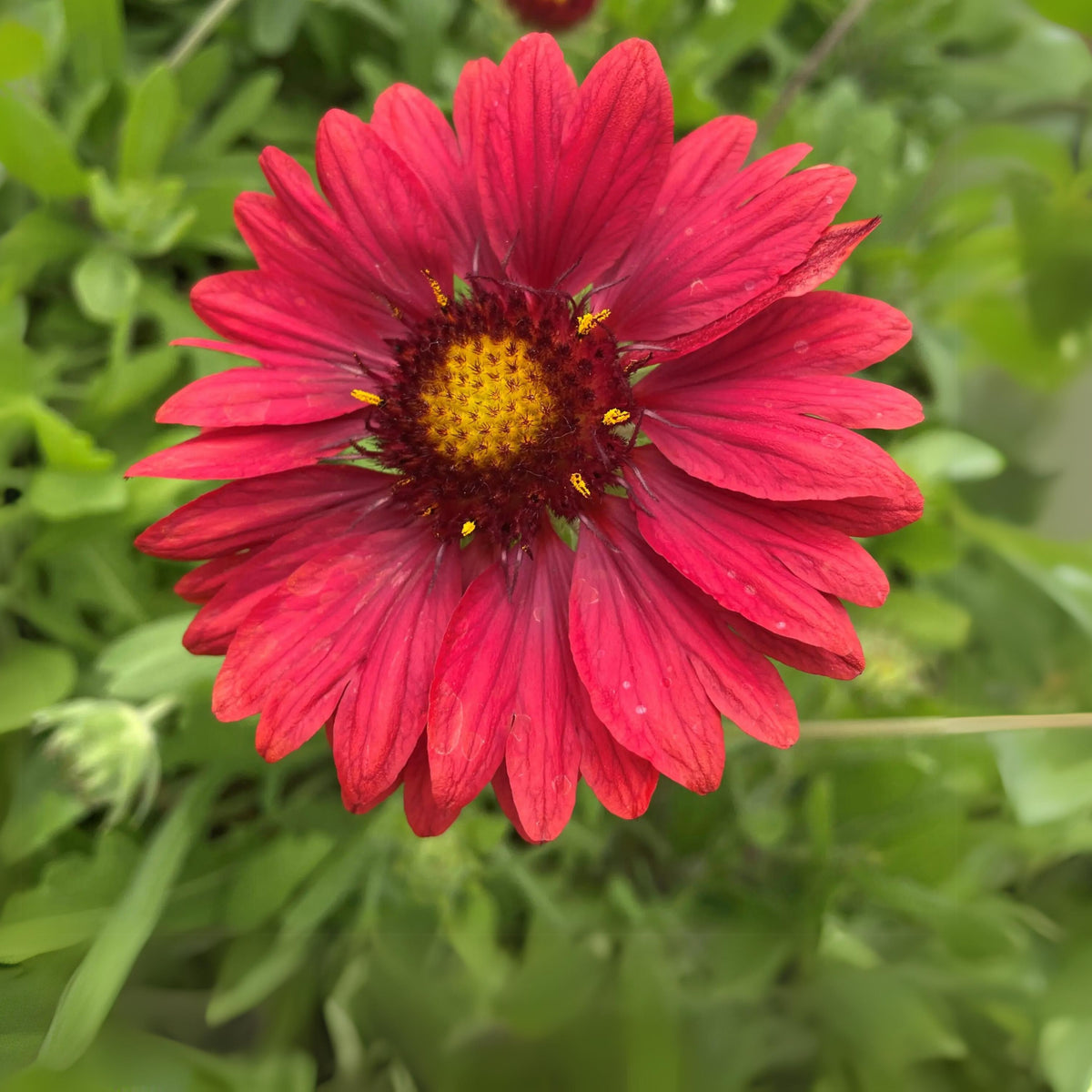 Burgundy Gaillardia Seeds - Blanket Flower, Vibrant Red, 20 seeds