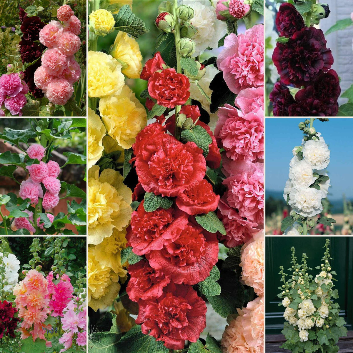 Hollyhock Seeds - Powderpuffs Double Mix, Alcea Rosea Seeds, 20 seeds