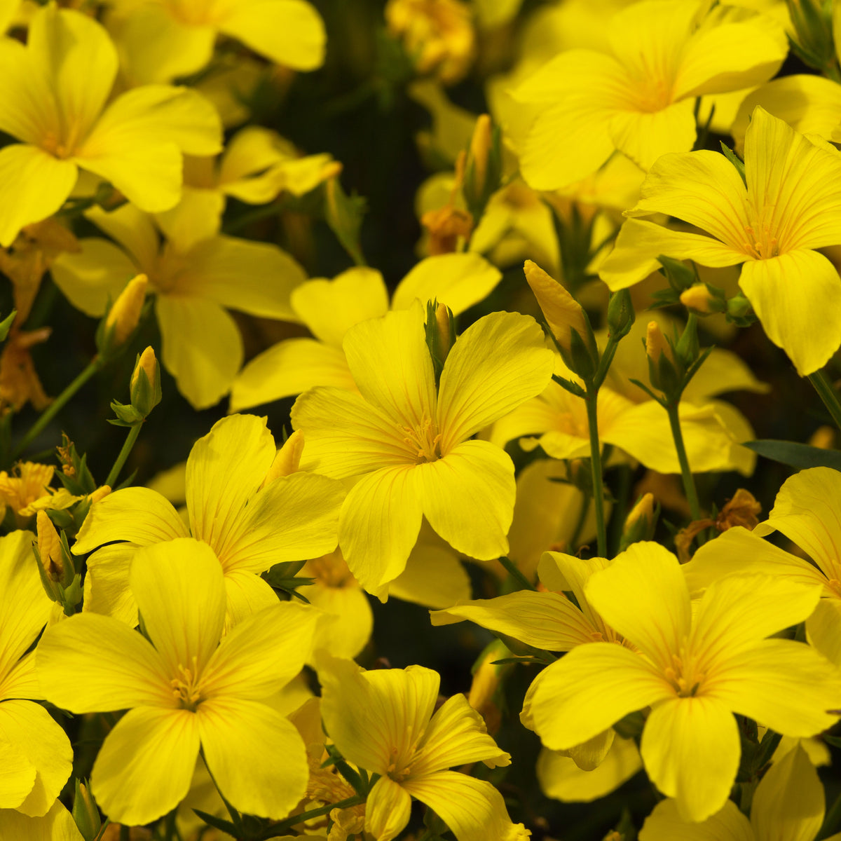 Yellow Flax (Linum Flavum) Seeds, 30 seeds