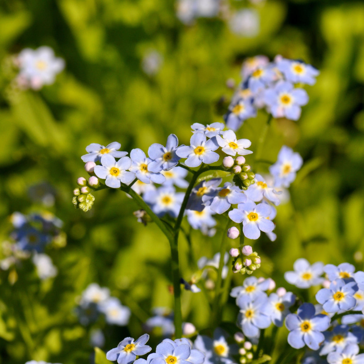 Myosotis Alpestris 'Blue Bouquet' Seeds