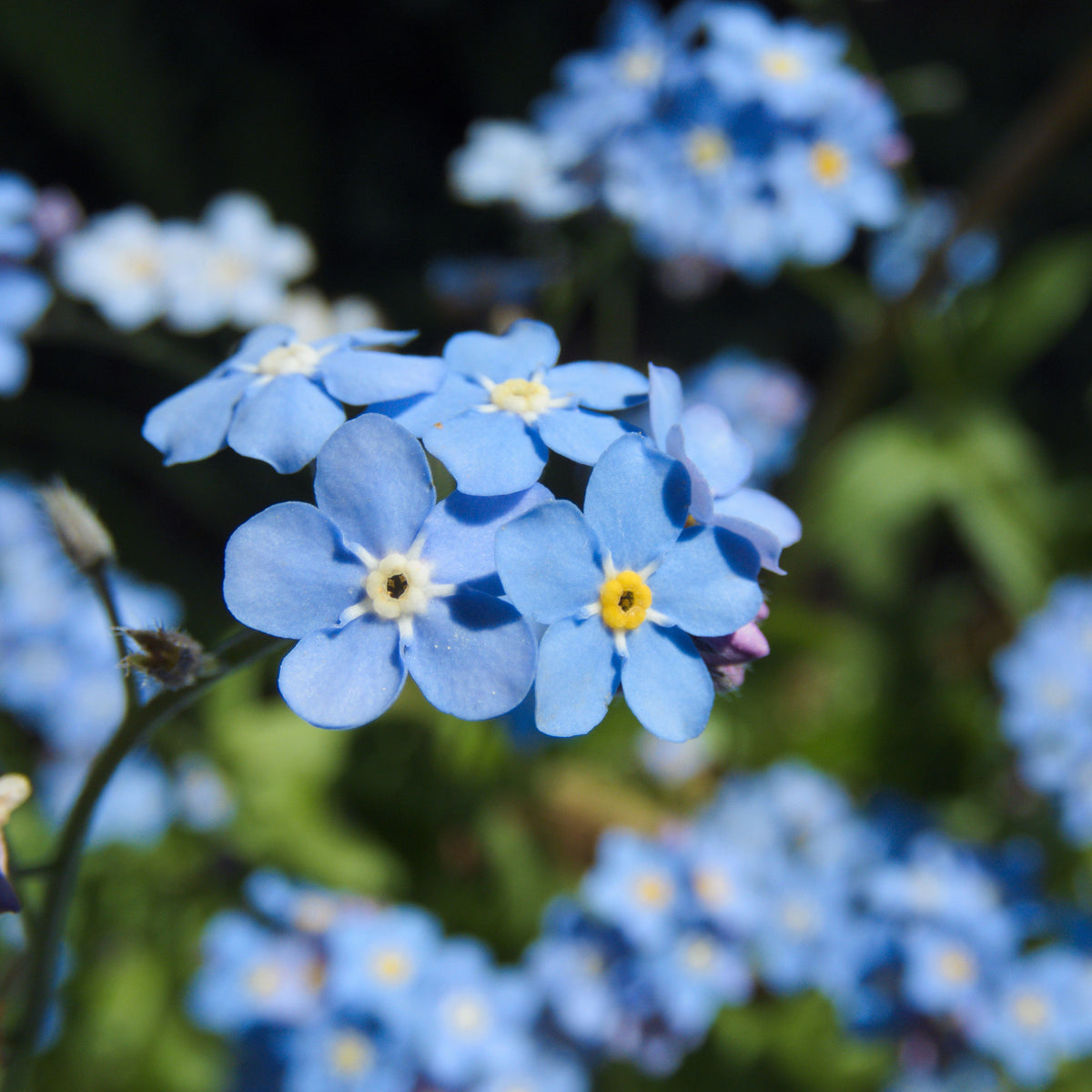 Myosotis Alpestris 'Blue Bouquet' Seeds - Bee Friendly