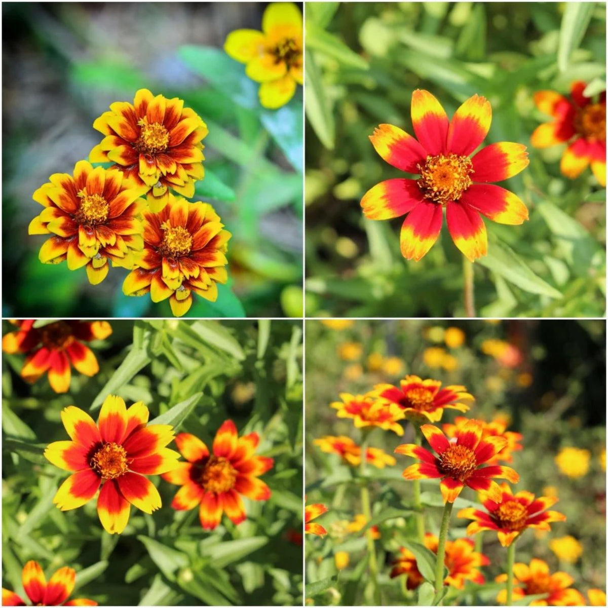 Zinnia Profusion Red Yellow Bicolor Seeds, 30 seeds