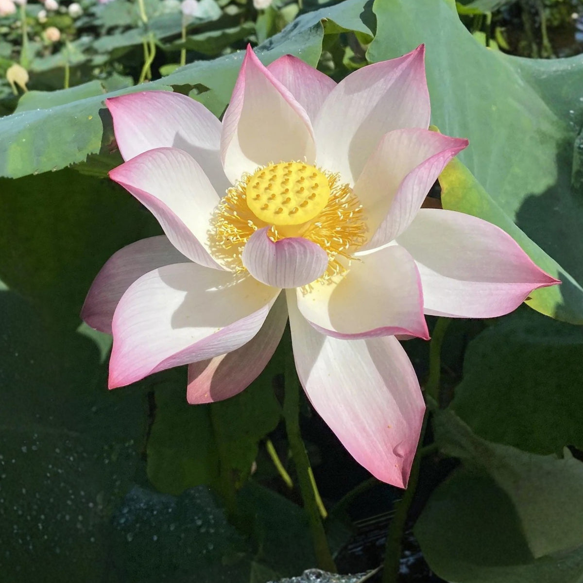 5+ Rare Seeds - Colorful Cloud Lotus Seeds, Edible Seeds & Roots