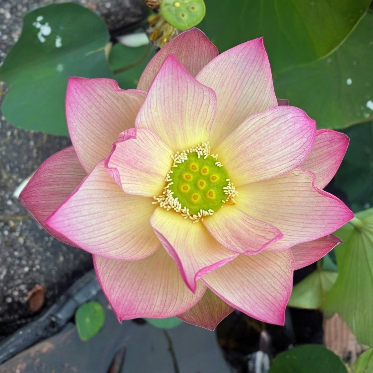 5+ Rare Seeds - Monet Painting Lotus Seeds, Edible Seeds & Roots